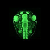IF of a Xenopus tadpole labeled wit